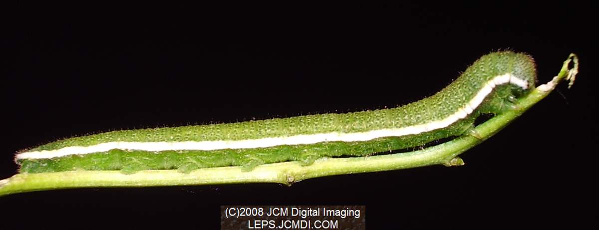 Nearly mature fifth instar Sara Orange-Tip butterfly larvae, filmed 5-22-2008